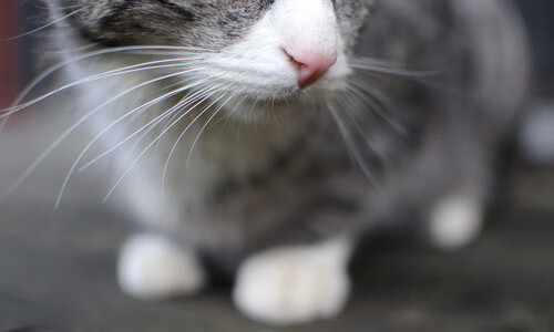 “天空之城：高空赛段的速度激情”，天空之城838米