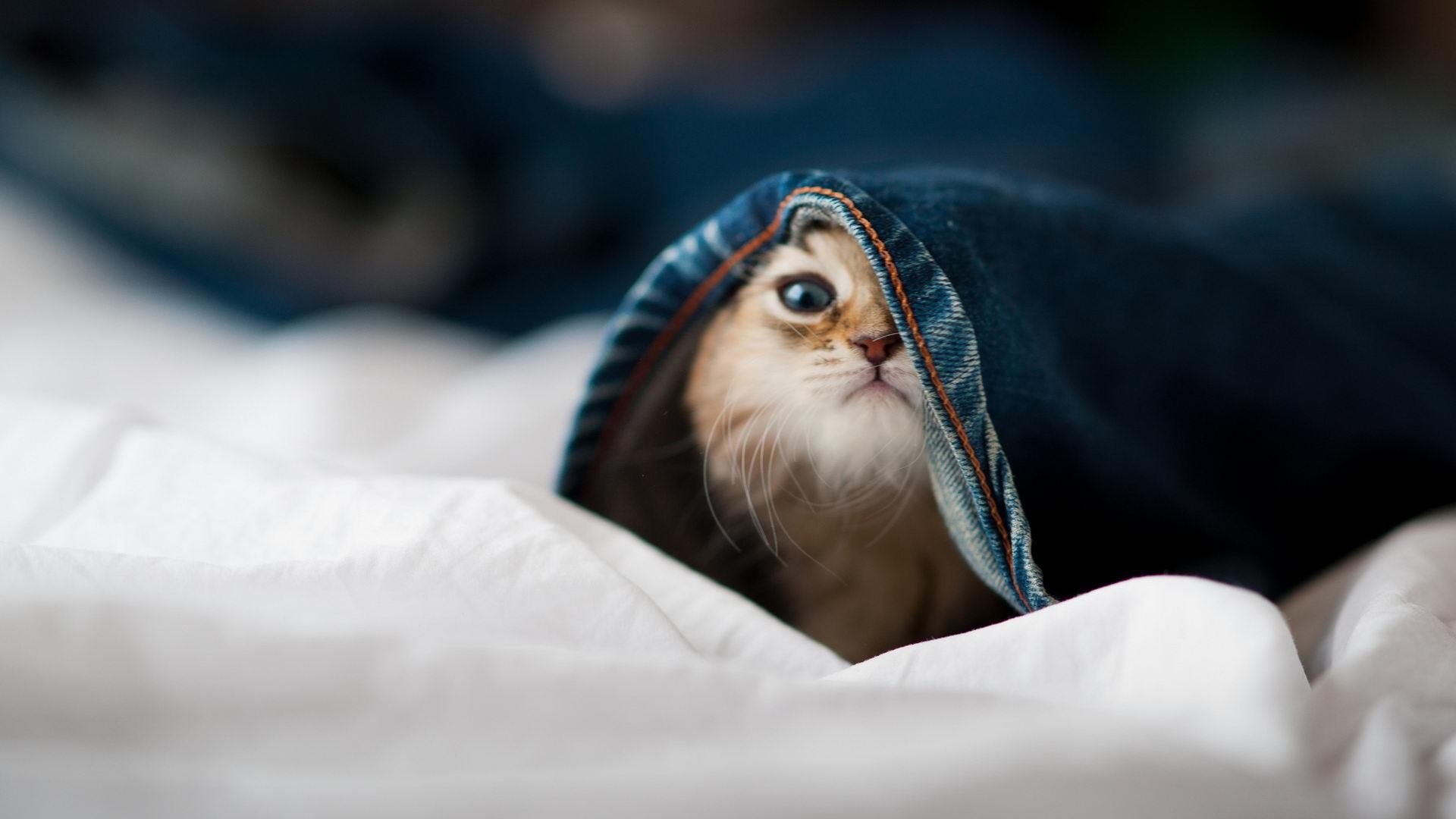 体育新闻中心完善体育新闻审核机制建设，体育新闻主要报道形式