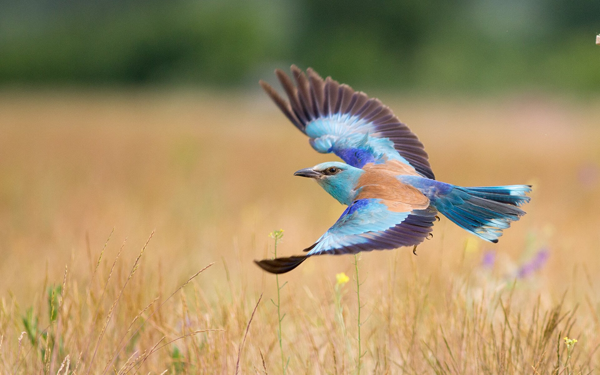 女子蝶泳划频密度：中国最具弹性，女子蝶泳成绩