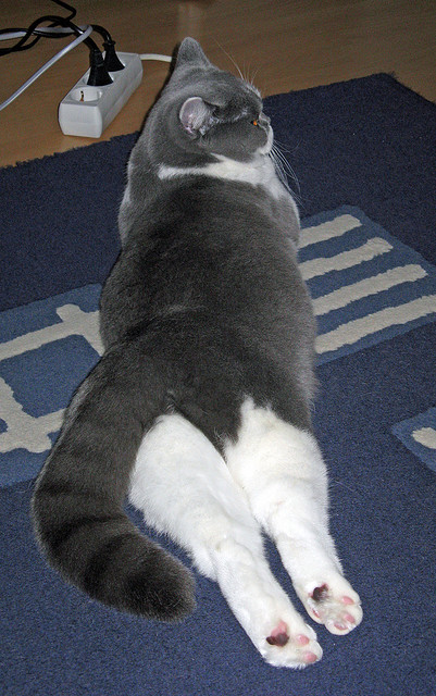 新加坡队在国际乒联混合团体世界杯的技术突破与战术调整，新加坡乒乓球公开赛