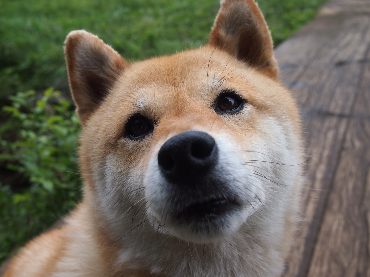 足球战术打法日趋多样化，足球战术打法有什么