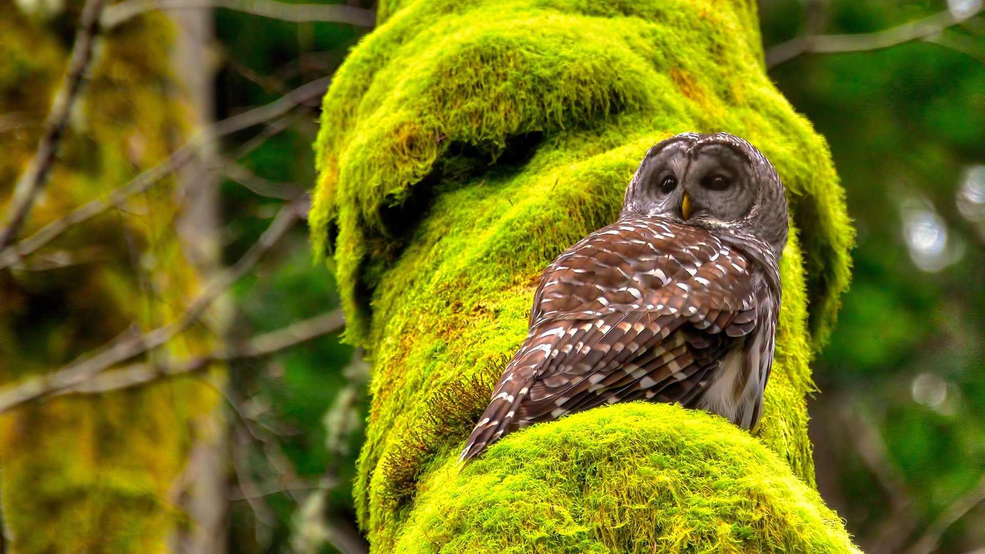 欧洲杯绝美瞬间:战术配合带来的视觉盛宴,欧洲杯详解